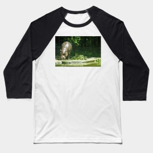 Pygmy Hippo Baseball T-Shirt